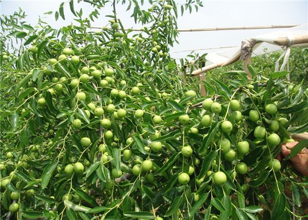 大荔冬棗http://www.dtdtd.com.cn
